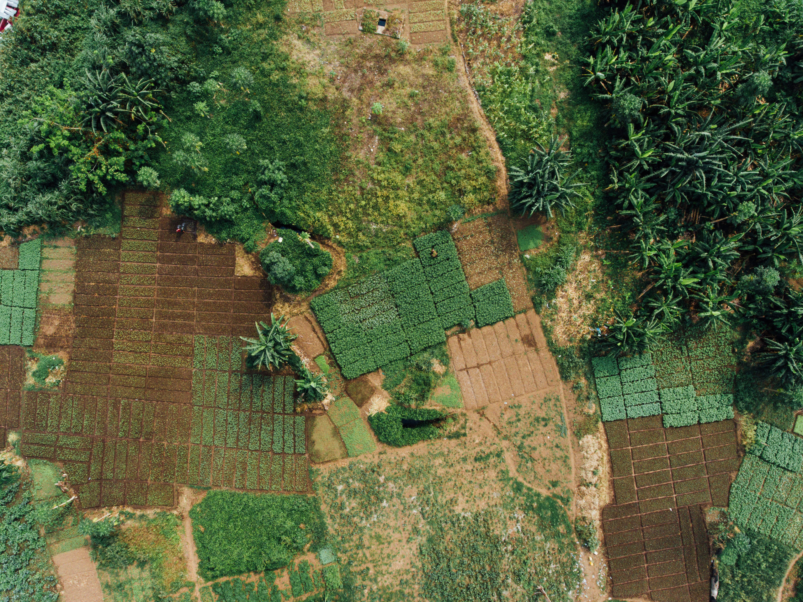 Agri-food sustainable innovation adoption journey